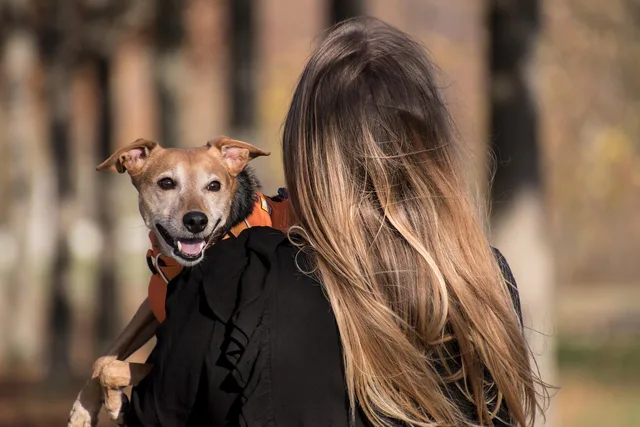dog, pet, pet owner, animal, owner, domestic dog, canine, nature, harness, dog harness, mammal, cute, adorable, woman, female, outdoors. Enkeltmandsvirksomhed: registrering, ansvar og bogføring